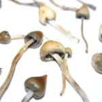 Buy Liberty caps online UK