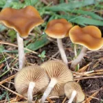 Psilocybe Azurescens