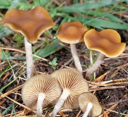 Psilocybe Azurescens