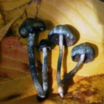 Psilocybe Baecoystis