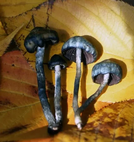 Psilocybe Baecoystis