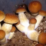 Psilocybe Cubensis