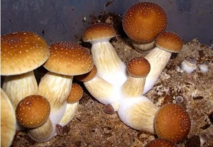 Psilocybe Cubensis