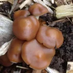 Psilocybe Cyanescens