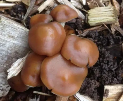 Psilocybe Cyanescens