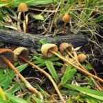 Psilocybe Mexicana