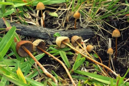 Psilocybe Mexicana