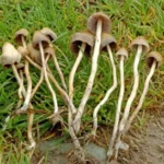 Psilocybe Semilanceata