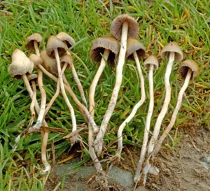 Psilocybe Semilanceata